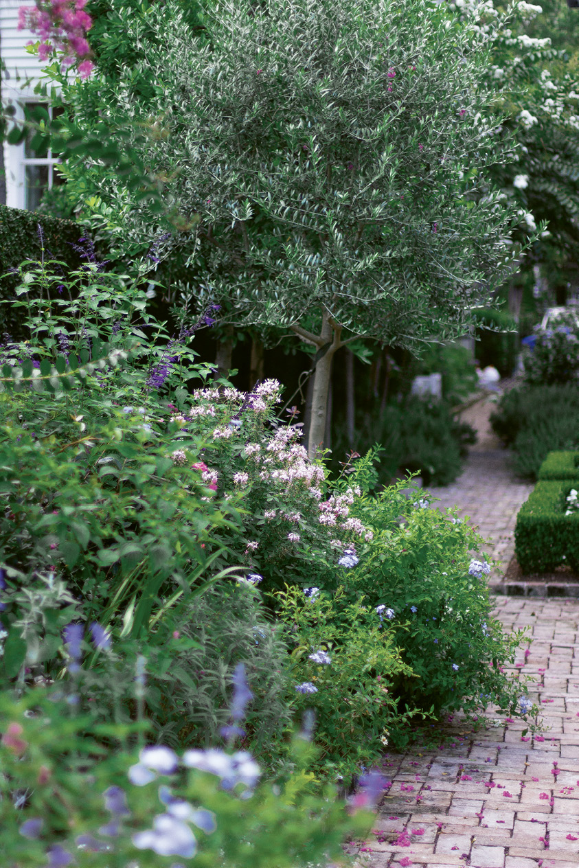 Patience Rewarded: Wertimer’s design called for a single-stem olive tree to mark each corner of the perennial garden. “It took a year to find four with straight stems that were the same height, but it was worth the wait—they’re spectacular,” says Susan.